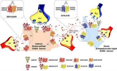 Brain Dopamine Transmission in Health and Parkinson's Disease: Modulation of Synaptic Transmission and Plasticity Through Volume Transmission and Dopamine Heteroreceptors